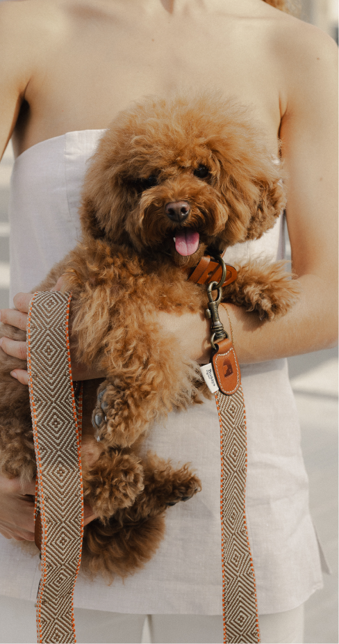 Person holding a fluffy brown poodle with a patterned leash. The dog's tongue is out, and they're both in soft lighting.